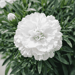 Гвоздика Super Trouper Whitney