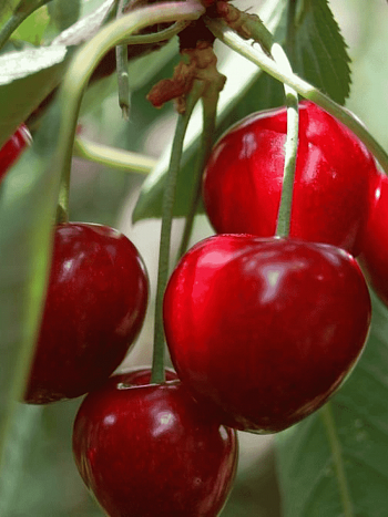 Вишня Мичуринская