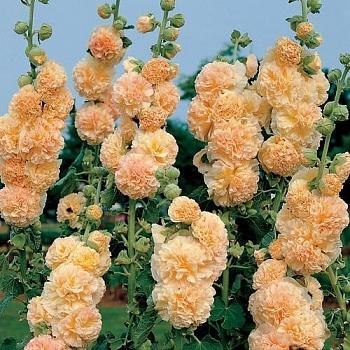 Мальва (Шток-роза) розовая Chater's Double Apricot