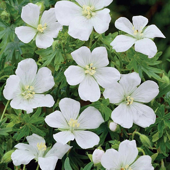 Герань кроваво-красная Альбум