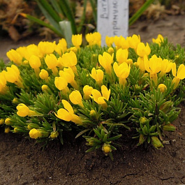 Виталиана примулоцветковая