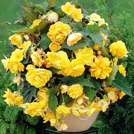 Бегония клубневая Сан Дансер Еллоу