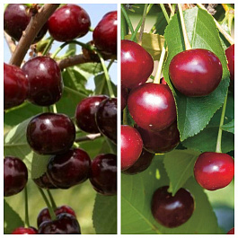 Дерево-сад (2-3х летка) вишня 2 сорта Любская-Владимирская