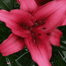 Лилия November Rain