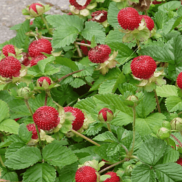 Дюшенея индийская