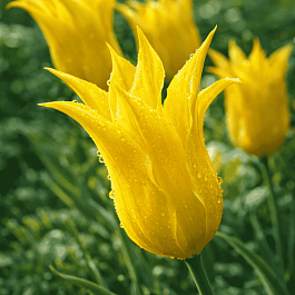 Тюльпан Dancing Show