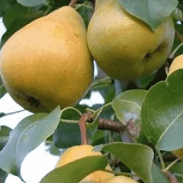 Груша Кафедральная