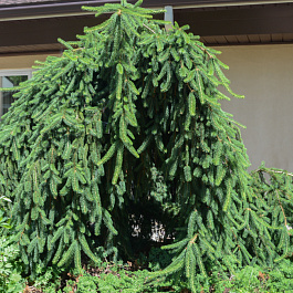 Ель обыкновенная Фрохбург