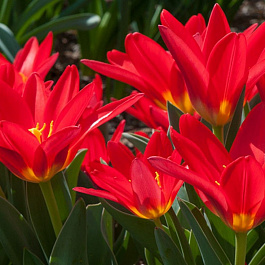 Тюльпан Кауфмана Скарлет Бэби НАБОР 2ШТ (10+10) Тюльпан Кауфмана Скарлет Бэби НАБОР 2ШТ (10+10)