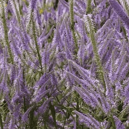 Вероникаструм виргинский  Lavendelturm