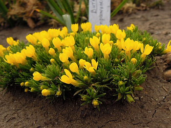 Виталиана примулоцветковая