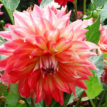 Георгина декоративная Дэззлинг Мэджик