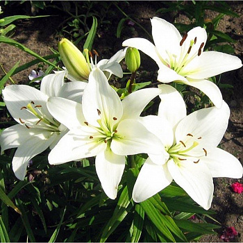 Лилия азиатская Навона НАБОР 2ШТ (2+2)