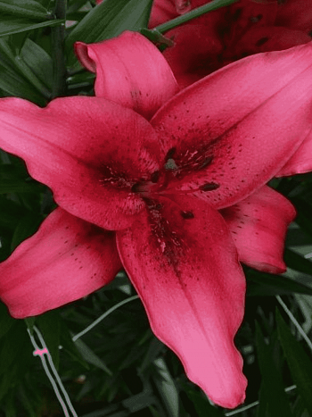 Лилия November Rain