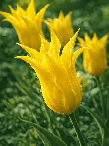 Тюльпан Dancing Show