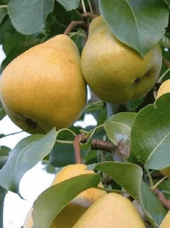 Груша Кафедральная