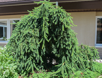 Ель обыкновенная Фрохбург