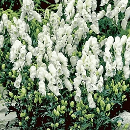 Аконит клобучковый Eleonora