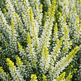 Вереск обыкновенный Aurelia