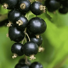 Смородина черная Наслаждение