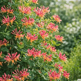 Жимолость Гекрота