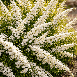 Спирея ниппонская Snowmound