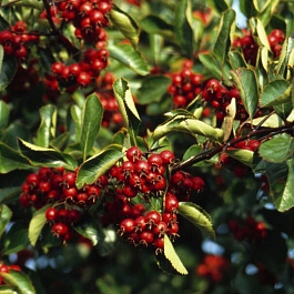Боярышник сливолистный Спленденс