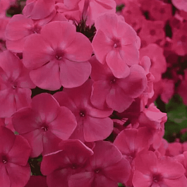 Флокс метельчатый Римма