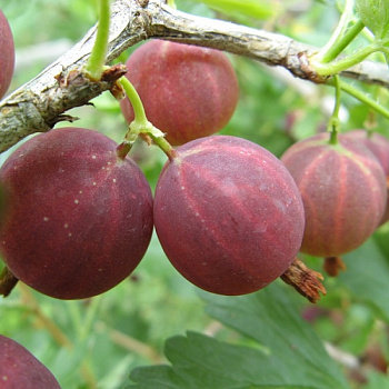 Крыжовник Смена