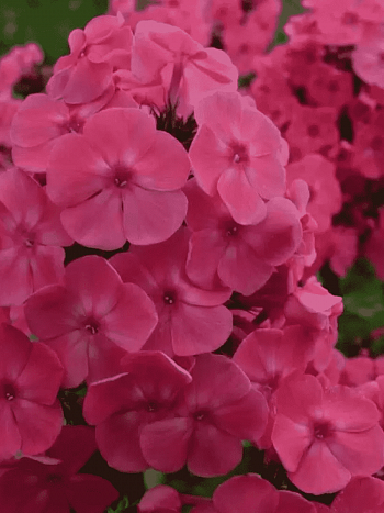 Флокс метельчатый Римма