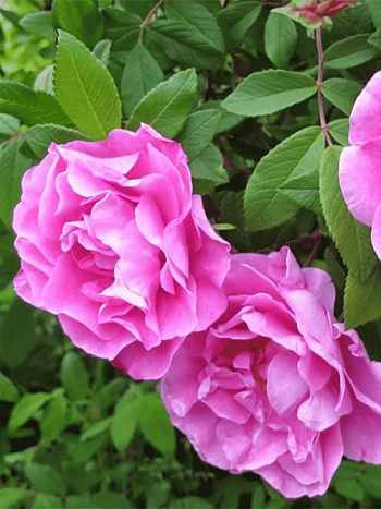 Роза канадская парковая Therese Bugnet