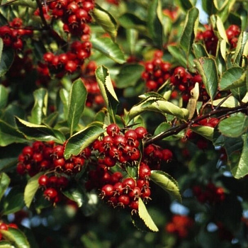 Боярышник сливолистный Спленденс