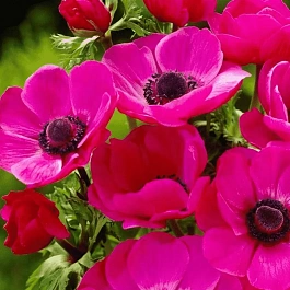 Анемона Sylphide