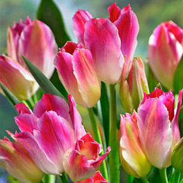 Тюльпан Многоцветковый Тендер Виспер