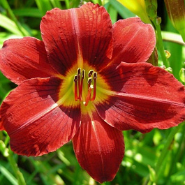 Лилейник гибридный ЛонГо Ред НАБОР 2ШТ (1+1)