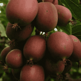 Актинидия Аргута Domino