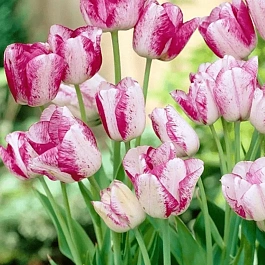 Тюльпан Toucan