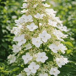 Гортензия метельчатая  Tardiva