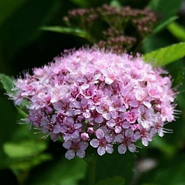 Спирея березолистная Пинк Спаклер