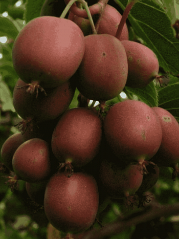 Актинидия Аргута Domino