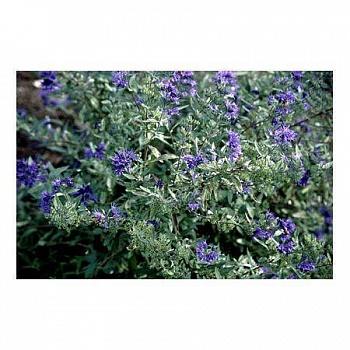 Кариоптерис кландоненского Kew Blue