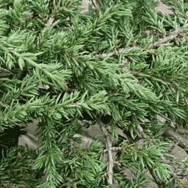 Можжевельник обыкновенный Barton