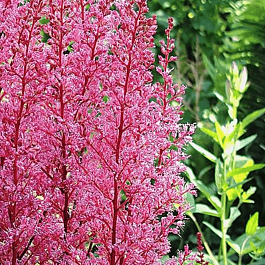 Астильба арендса Look at Me