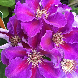 Клематис крупноцветковый Ашва