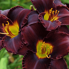 Лилейник Longfields Black Magic