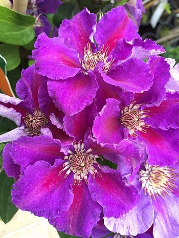 Клематис крупноцветковый Ашва