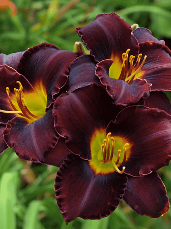 Лилейник Longfields Black Magic