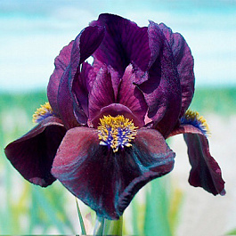 Ирис карликовый Демон