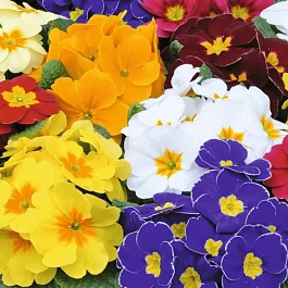 Примула бесстебельная Mix