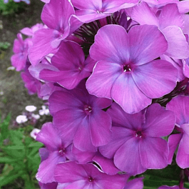 Флокс метельчатый Никольский